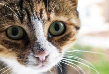 10 grandes lições de vida que podemos aprender com nossos gatos
