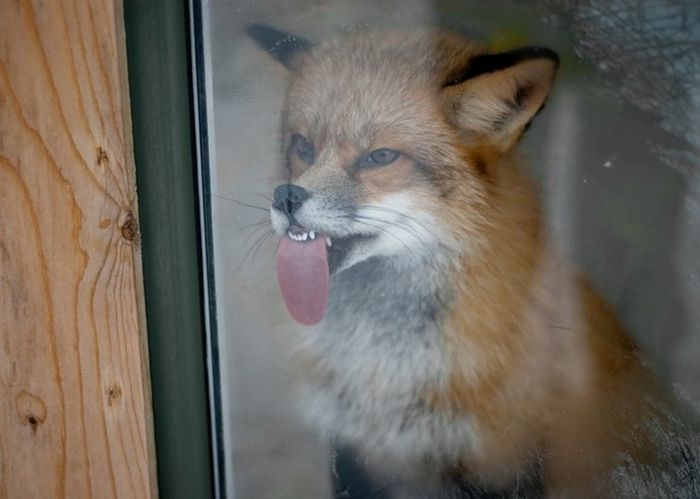 25 animais que adora lamber vidros que vão fazer você morrer de rir 2