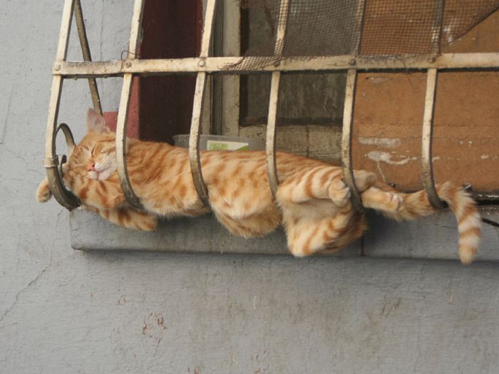 20 gatos derretidos: Resultado direto do aquecimento global 4