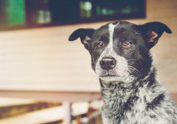 9 incríveis coisas que nossos cachorros podem prever 3