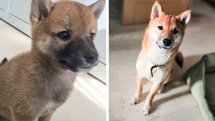 23 fotos que mostram o quão rápido nossos animais de estimação crescem 6