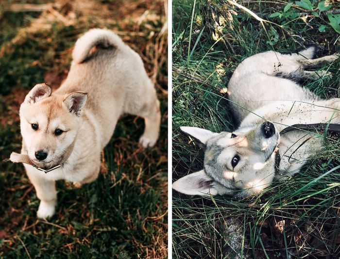 23 fotos que mostram o quão rápido nossos animais de estimação crescem 10