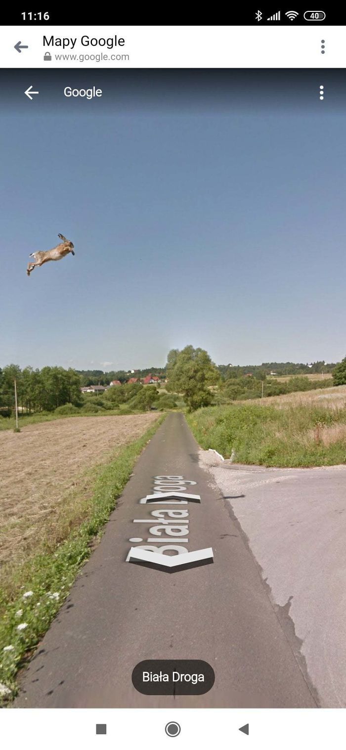 37 melhores fotos de animais tiradas acidentalmente pelo Google Street View 2