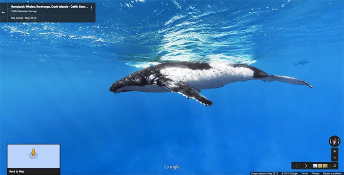 37 melhores fotos de animais tiradas acidentalmente pelo Google Street View 3