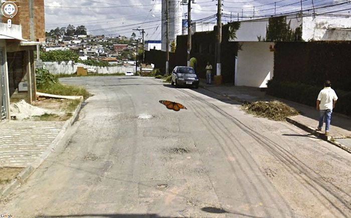 37 melhores fotos de animais tiradas acidentalmente pelo Google Street View 8