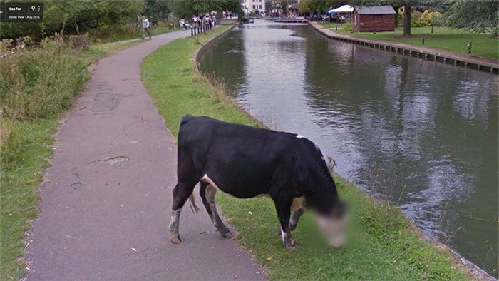 37 melhores fotos de animais tiradas acidentalmente pelo Google Street View 9