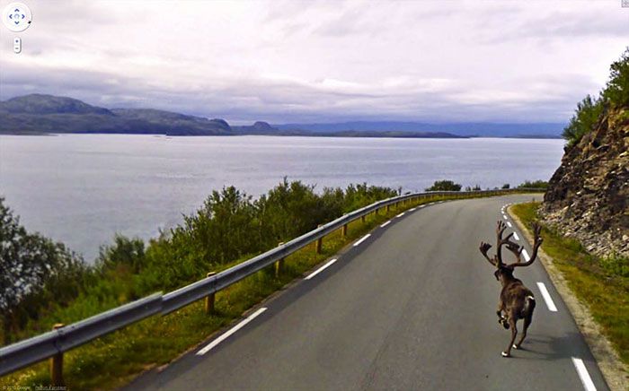 37 melhores fotos de animais tiradas acidentalmente pelo Google Street View 11