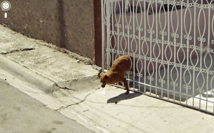 37 melhores fotos de animais tiradas acidentalmente pelo Google Street View 12
