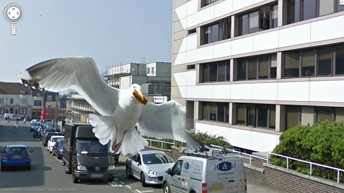 37 melhores fotos de animais tiradas acidentalmente pelo Google Street View 16