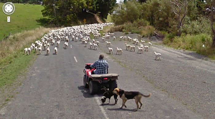 37 melhores fotos de animais tiradas acidentalmente pelo Google Street View 17