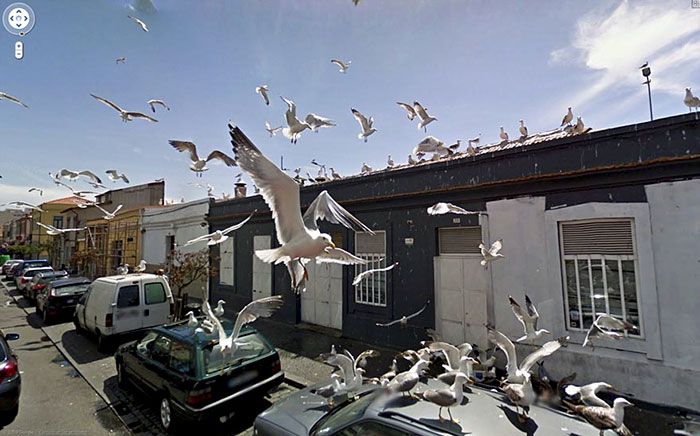 37 melhores fotos de animais tiradas acidentalmente pelo Google Street View 19