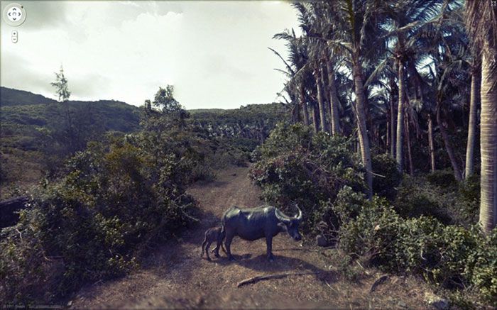 37 melhores fotos de animais tiradas acidentalmente pelo Google Street View 20