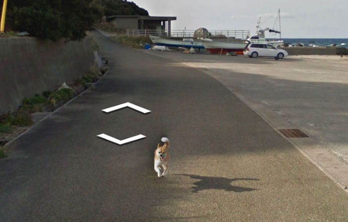 37 melhores fotos de animais tiradas acidentalmente pelo Google Street View 21