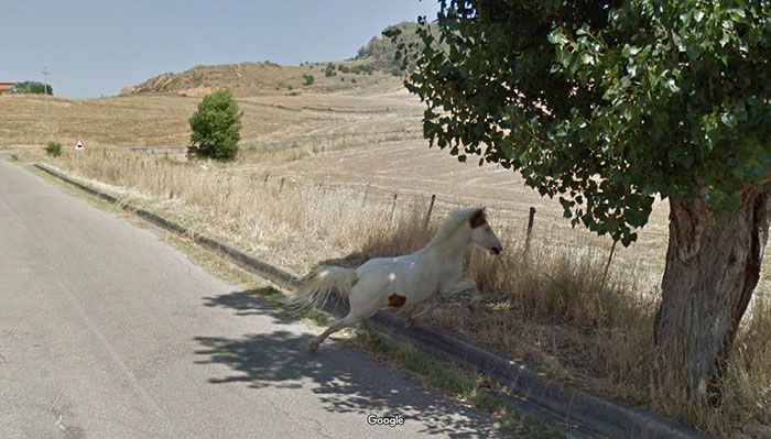 37 melhores fotos de animais tiradas acidentalmente pelo Google Street View 23