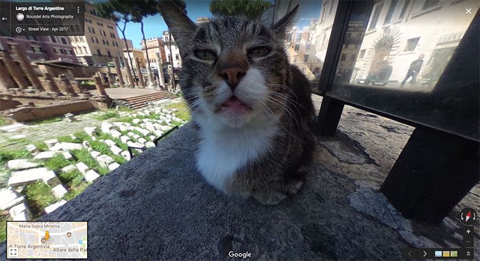 37 melhores fotos de animais tiradas acidentalmente pelo Google Street View 25
