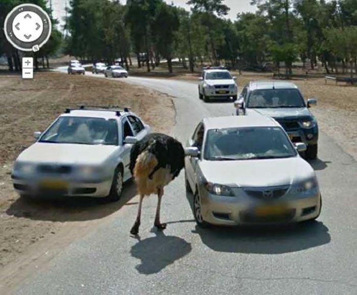 37 melhores fotos de animais tiradas acidentalmente pelo Google Street View 28