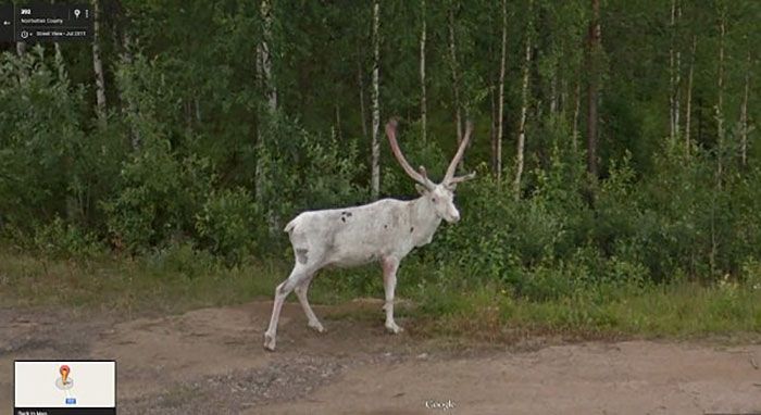 37 melhores fotos de animais tiradas acidentalmente pelo Google Street View 29