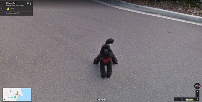 37 melhores fotos de animais tiradas acidentalmente pelo Google Street View 30