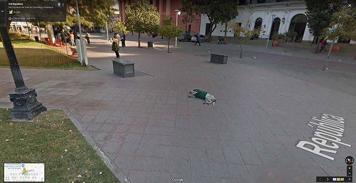 37 melhores fotos de animais tiradas acidentalmente pelo Google Street View 33