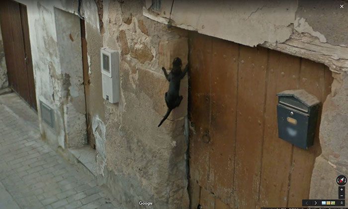 37 melhores fotos de animais tiradas acidentalmente pelo Google Street View 34