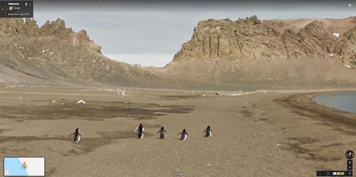 37 melhores fotos de animais tiradas acidentalmente pelo Google Street View 37