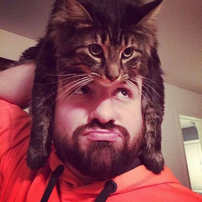 Tendência de moda mais recente: Gatos como chapéus (21 fotos) 2