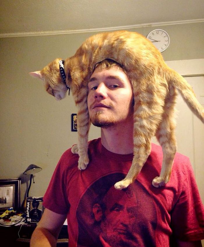 Tendência de moda mais recente: Gatos como chapéus (21 fotos) 5