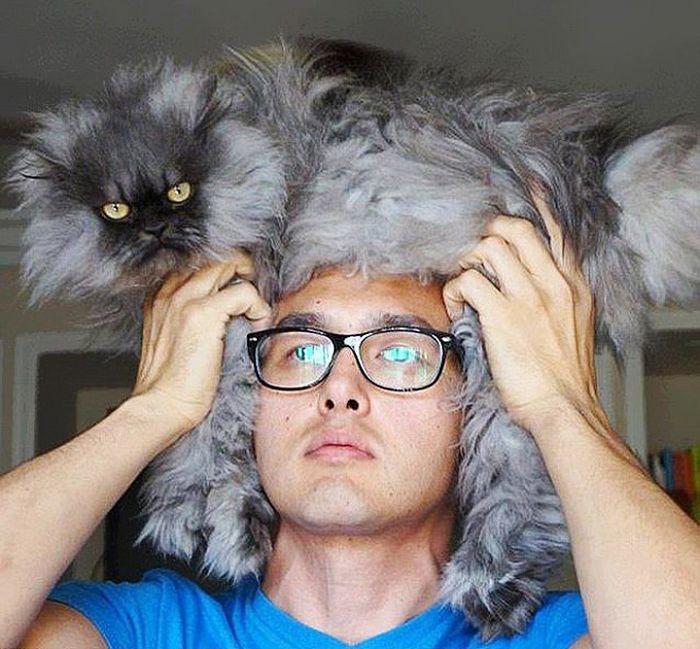 Tendência de moda mais recente: Gatos como chapéus (21 fotos) 6