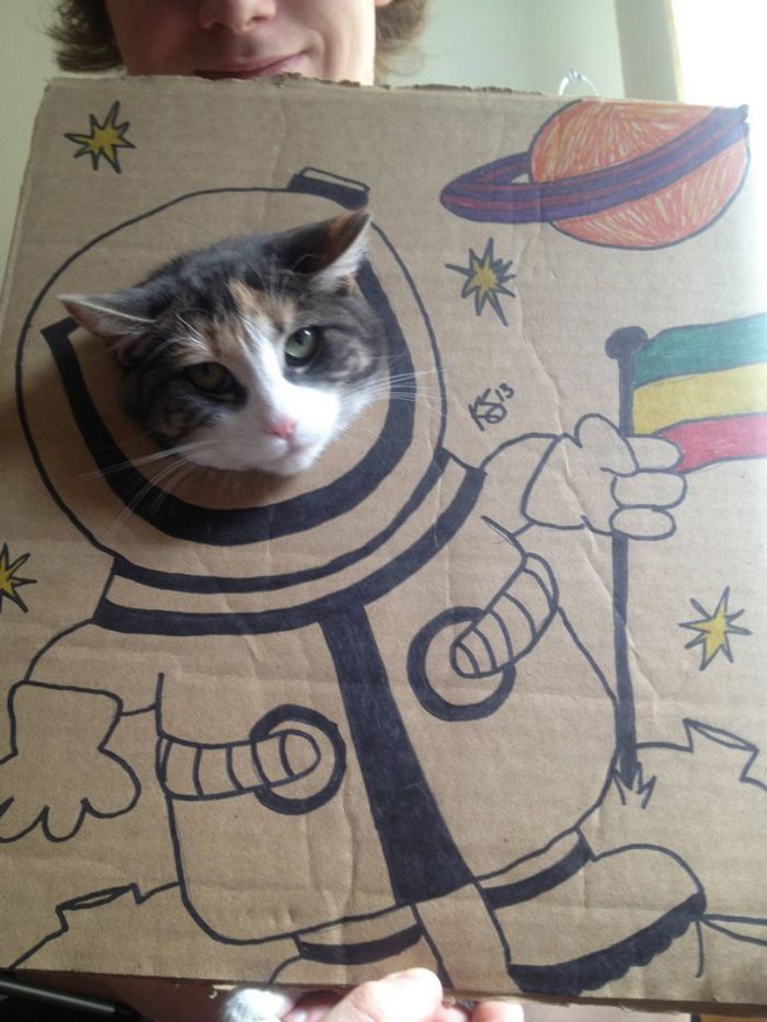 Brincadeira na internet dá aos gatos corpo fictício desenhado em papelão (20 fotos) 4