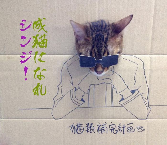 Brincadeira na internet dá aos gatos corpo fictício desenhado em papelão (20 fotos) 14