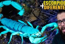 7 escorpiões mais diferentes do mundo 10