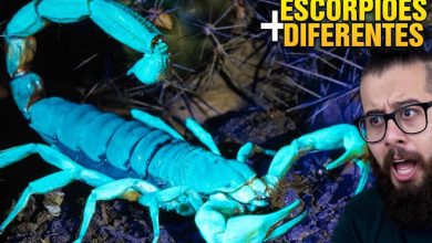7 escorpiões mais diferentes do mundo 5