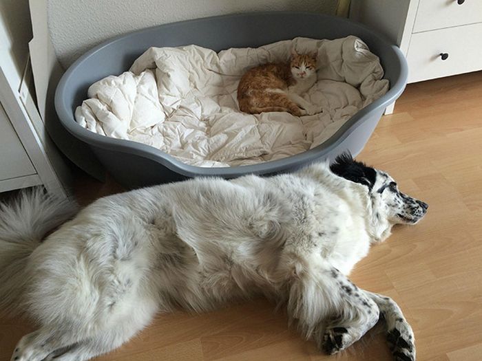 22 gatos folgados que roubaram a cama de cachorros 14