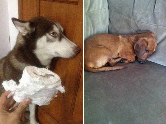 22 cachorros culpados que sentem muito pelo que fizeram 5