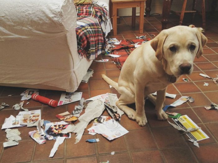 22 cachorros culpados que sentem muito pelo que fizeram 10