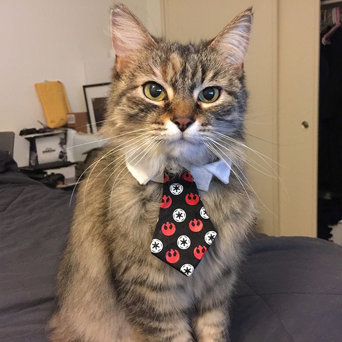 21 gatos com gravatas 2
