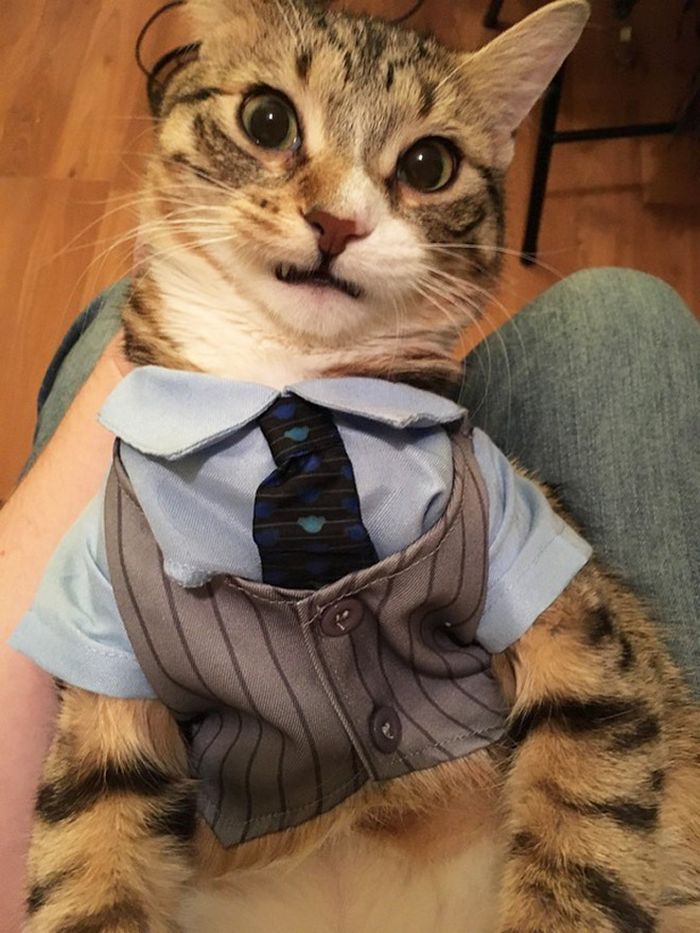 21 gatos com gravatas 3