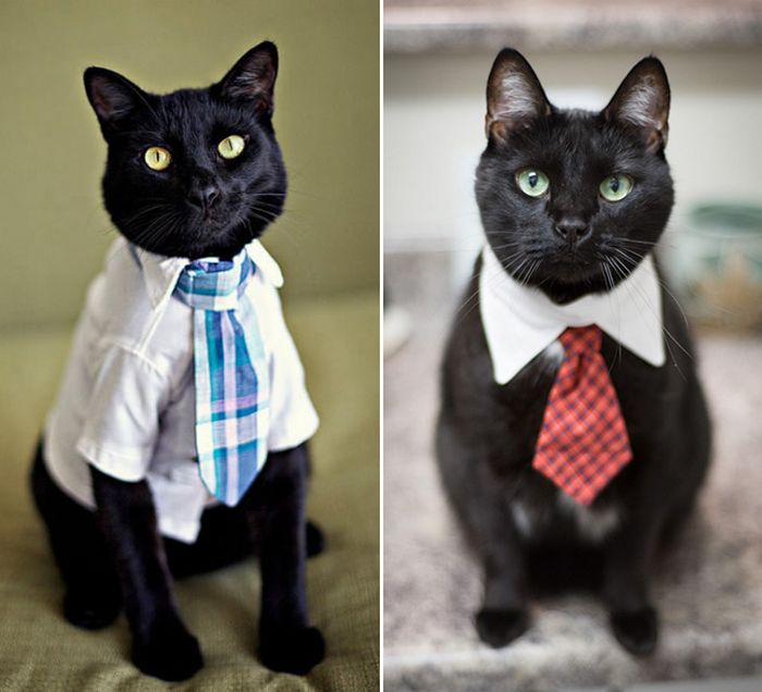 21 gatos com gravatas 4