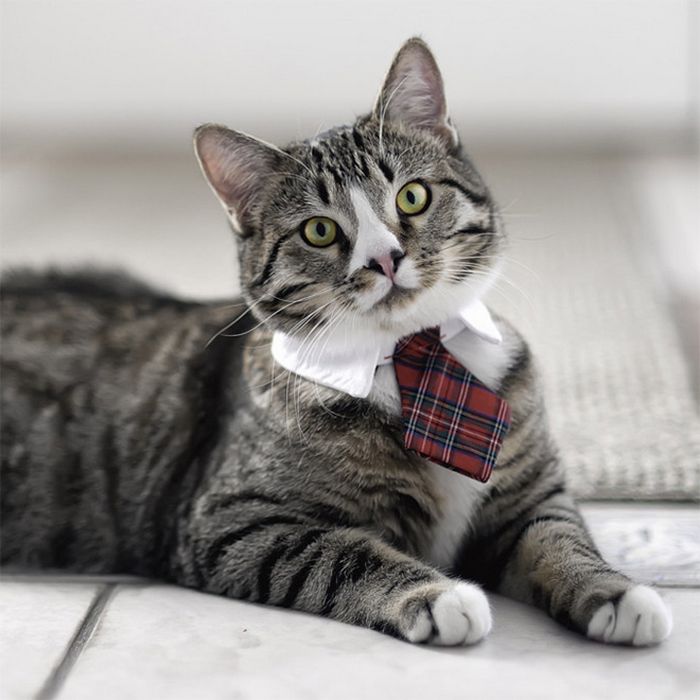21 gatos com gravatas 5