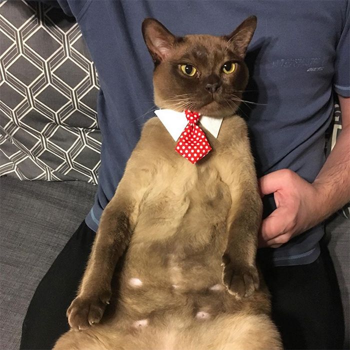 21 gatos com gravatas 7