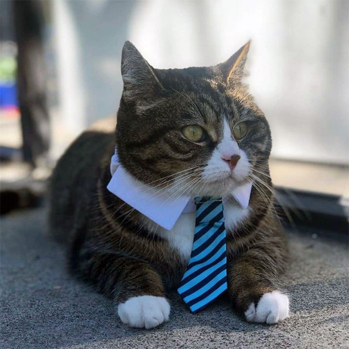 21 gatos com gravatas 10