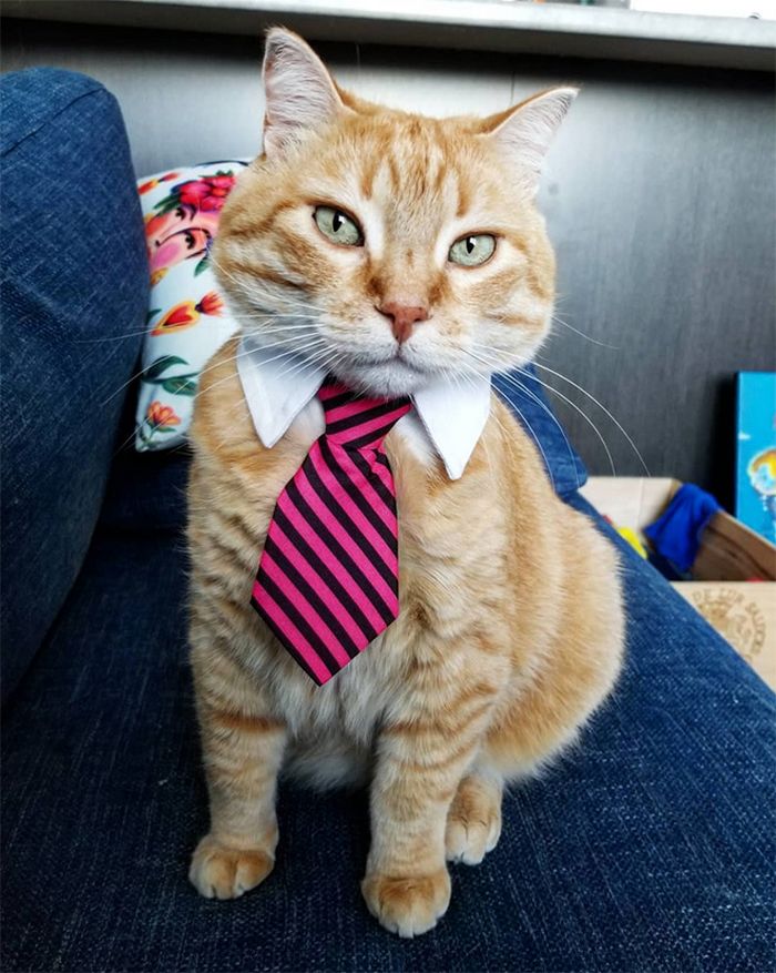 21 gatos com gravatas 12