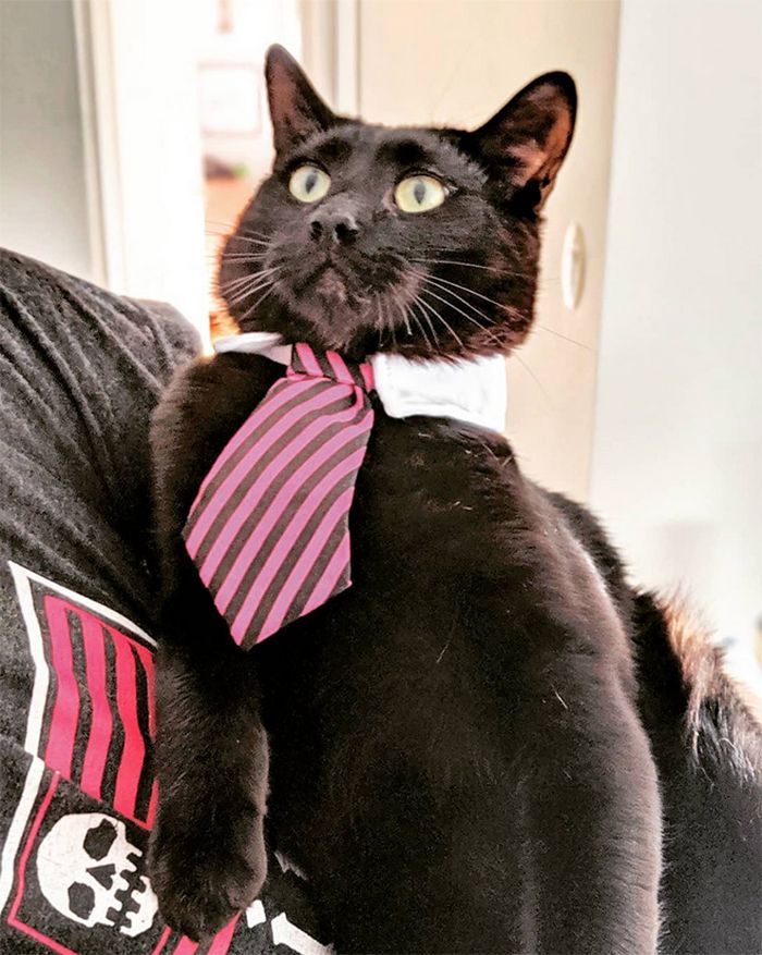 21 gatos com gravatas 15