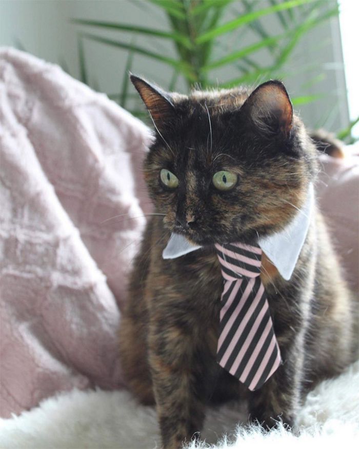 21 gatos com gravatas 18
