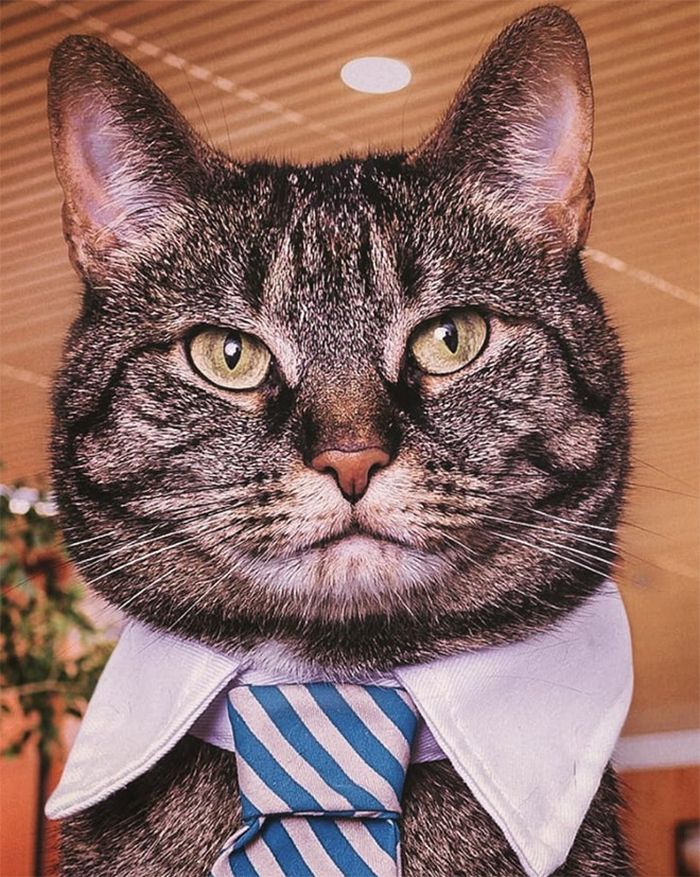 21 gatos com gravatas 19