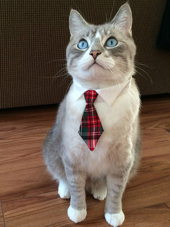 21 gatos com gravatas 20