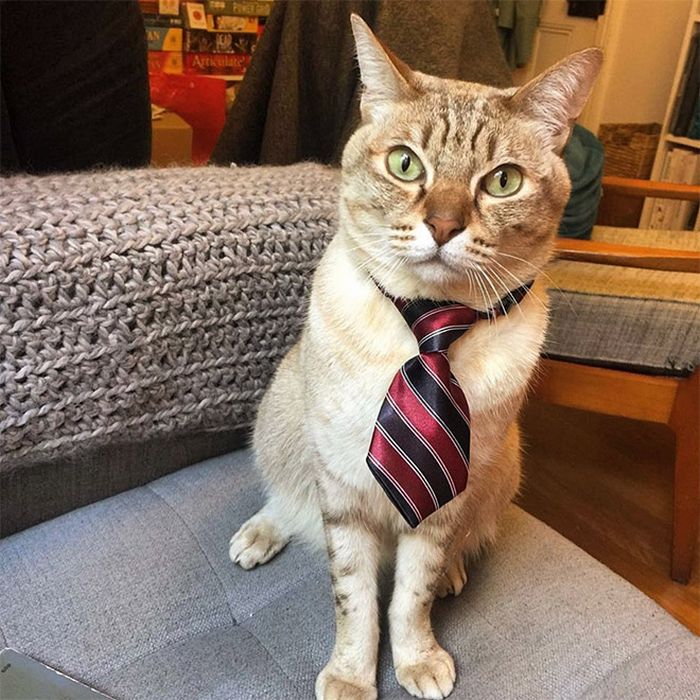 21 gatos com gravatas 21