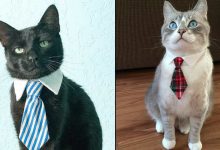 21 gatos com gravatas 8