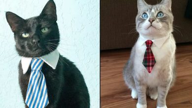 21 gatos com gravatas 6