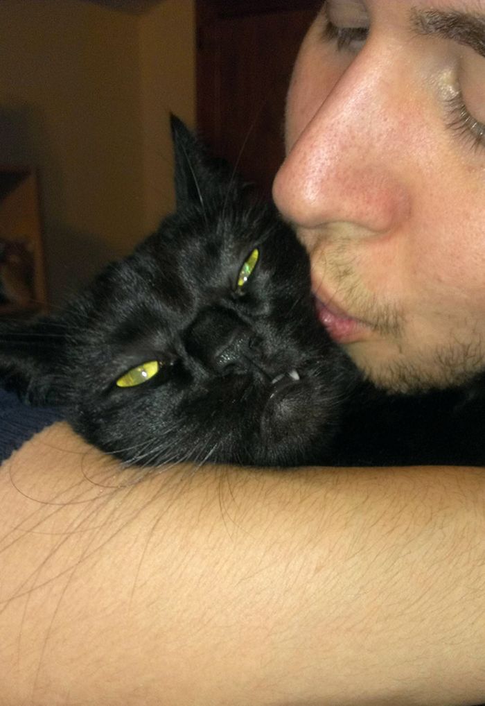 Gatos que odeiam estar em selfies com seus humanos (21 fotos) 6